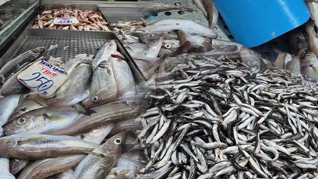 O balığın tanesi 500 lira! Tezgahlarda hamsi bolluğu: Kilosu 100 lira! Palamut yok