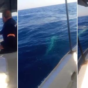 Korku dolu anlar! Dev köpek balığı balıkçı teknesine dolandı: 'Tekneyle aynı boydaydı'