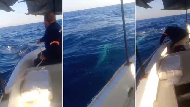 Korku dolu anlar! Dev köpek balığı balıkçı teknesine dolandı: 'Tekneyle aynı boydaydı'