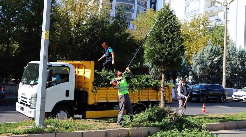 Kent genelinde ağaç budama çalışmaları başladı