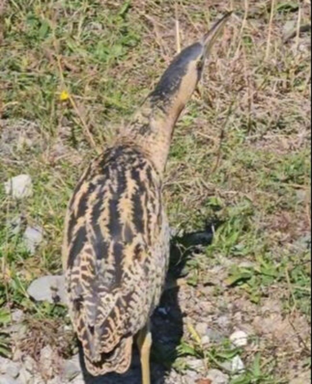 Nesli t&uuml;kenmek &uuml;zereydi! T&uuml;rkiye de ilk kez o ilde g&ouml;r&uuml;ld&uuml;!  1