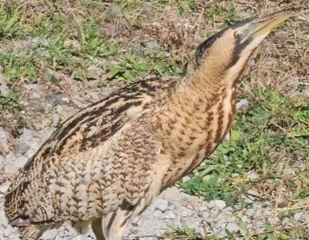 Nesli t&uuml;kenmek &uuml;zereydi! T&uuml;rkiye de ilk kez o ilde g&ouml;r&uuml;ld&uuml;!  2