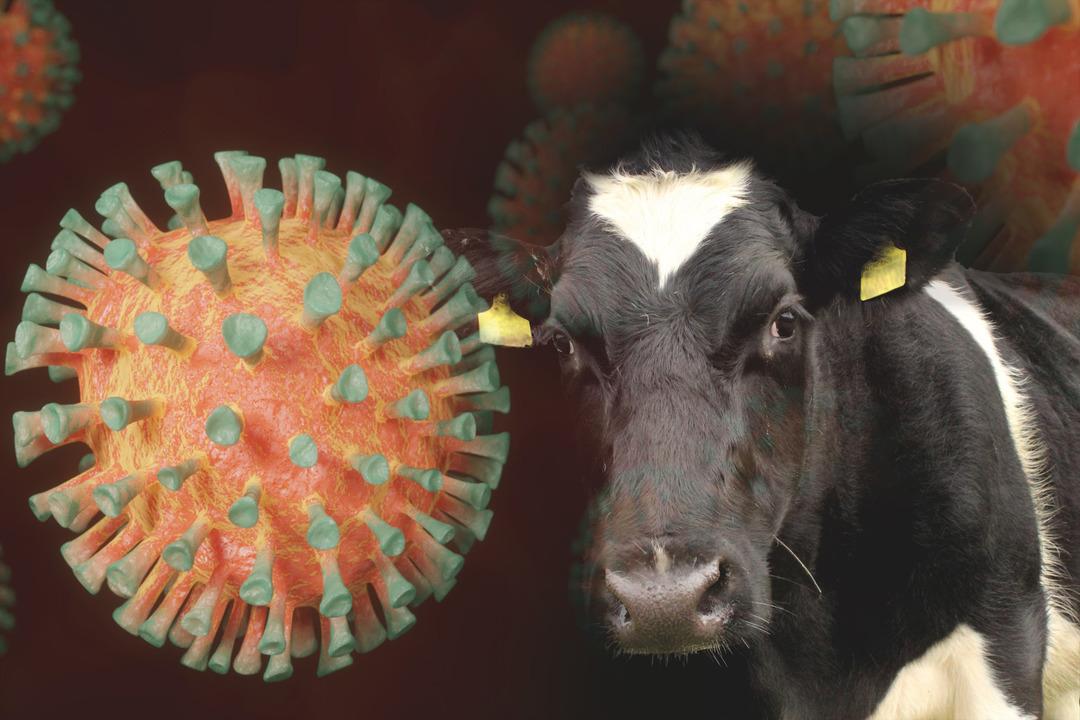 Ölümcül hastalık yıllar sonra Türkiye de! Korkunç belirtilere sahip deli dana vakaları panikletti: "Yenileri de ortaya çıkabilir" 4