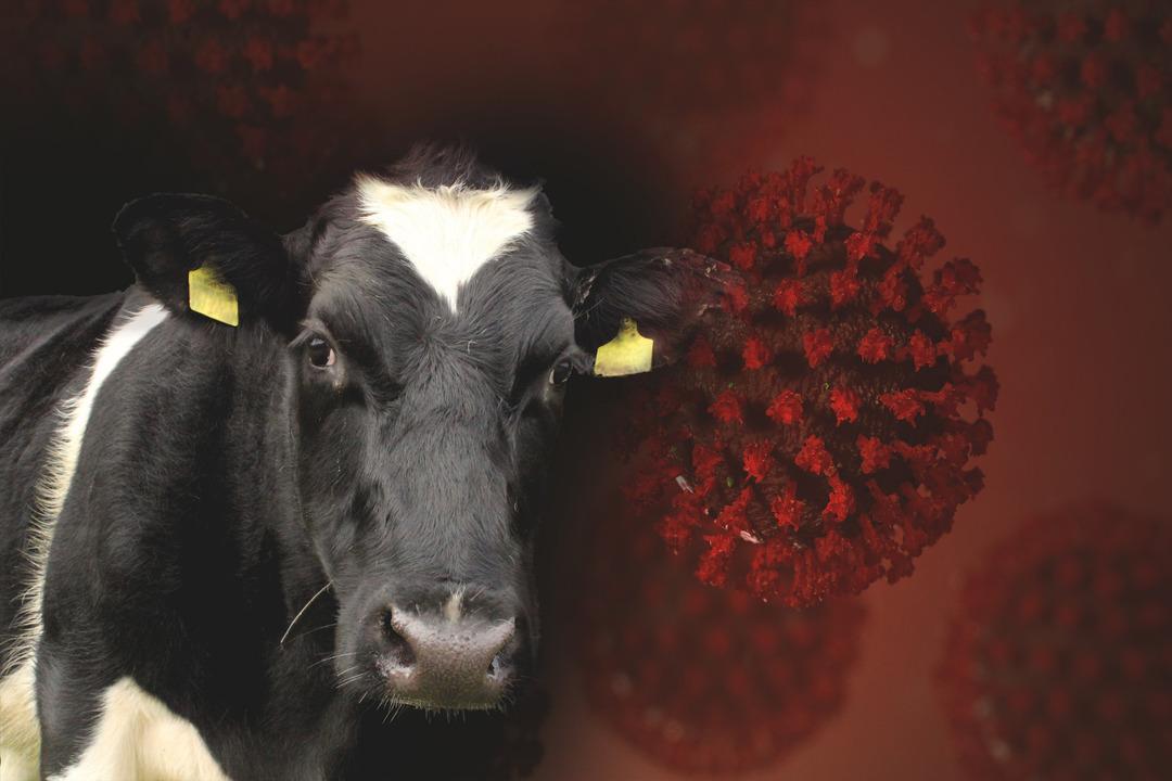 Ölümcül hastalık yıllar sonra Türkiye de! Korkunç belirtilere sahip deli dana vakaları panikletti: "Yenileri de ortaya çıkabilir" 5