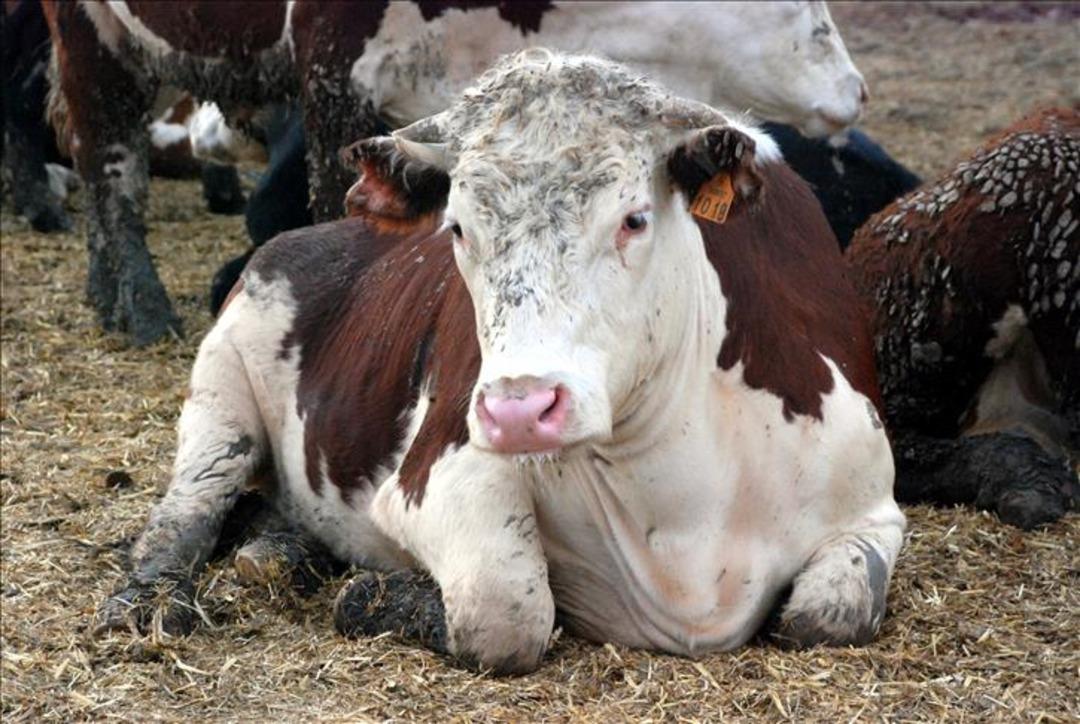 Ölümcül hastalık yıllar sonra Türkiye de! Korkunç belirtilere sahip deli dana vakaları panikletti: "Yenileri de ortaya çıkabilir" 6