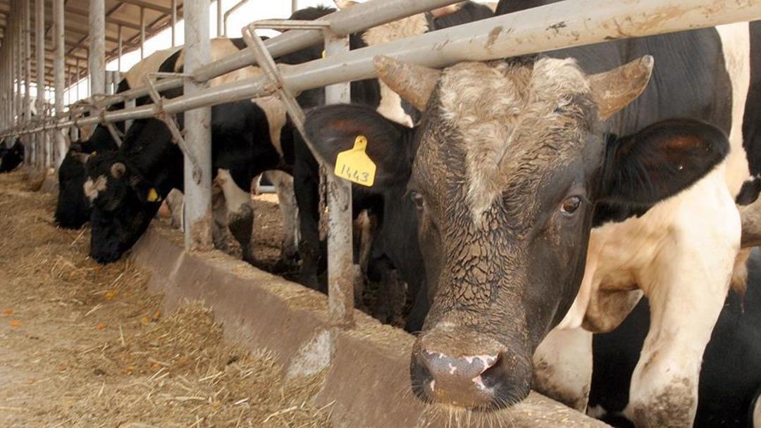 Ölümcül hastalık yıllar sonra Türkiye de! Korkunç belirtilere sahip deli dana vakaları panikletti: "Yenileri de ortaya çıkabilir" 1