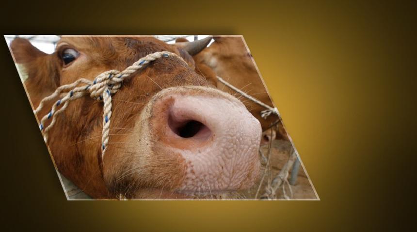 Ankara'dan sonra Bolu! Deli dana hastalığı paniği... Deli dana hastalığı nedir, nasıl bulaşır? Deli dana hastalğının belirtileri nelerdir, insandan insana bulaşır mı?