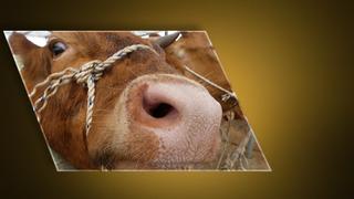 Ankara'dan sonra Bolu! Deli dana hastalığı paniği... Deli dana hastalığı nedir, nasıl bulaşır? Deli dana hastalğının belirtileri nelerdir, insandan insana bulaşır mı?