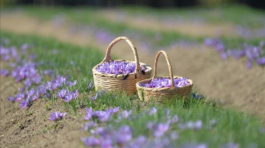 1 Kasım'da başlıyor! Safranbolu’da safran imecesi: Katılımcılar tüm süreçleri deneyimleyecek