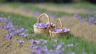 1 Kasım'da başlıyor! Safranbolu’da safran imecesi: Katılımcılar tüm süreçleri deneyimleyecek