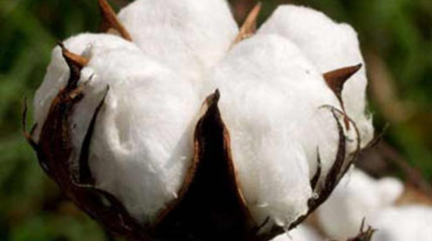 Pamuk fiyatları 150 yılın zirvesinde