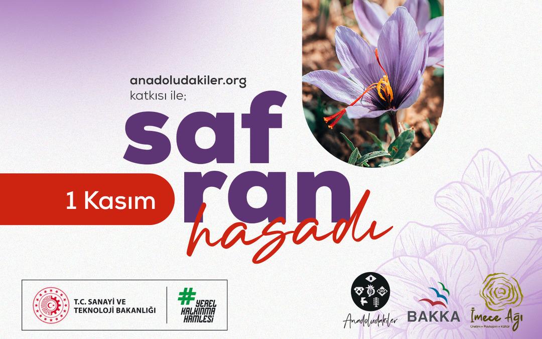 1 Kasım da başlıyor! Safranbolu’da safran imecesi: Katılımcılar tüm süreçleri deneyimleyecek 3