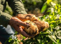 'Markette 25 TL' iddiaları gündem olmuştu! Bakanlıktan patates açıklaması 