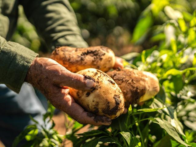 'Markette 25 TL' iddiaları gündem olmuştu! Bakanlıktan patates açıklaması 