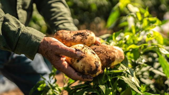 'Markette 25 TL' iddiaları gündem olmuştu! Bakanlıktan patates açıklaması 