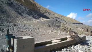 Aksaray'da yaban hayvanları kameraya yansıdı