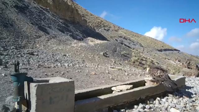 Aksaray'da yaban hayvanları kameraya yansıdı