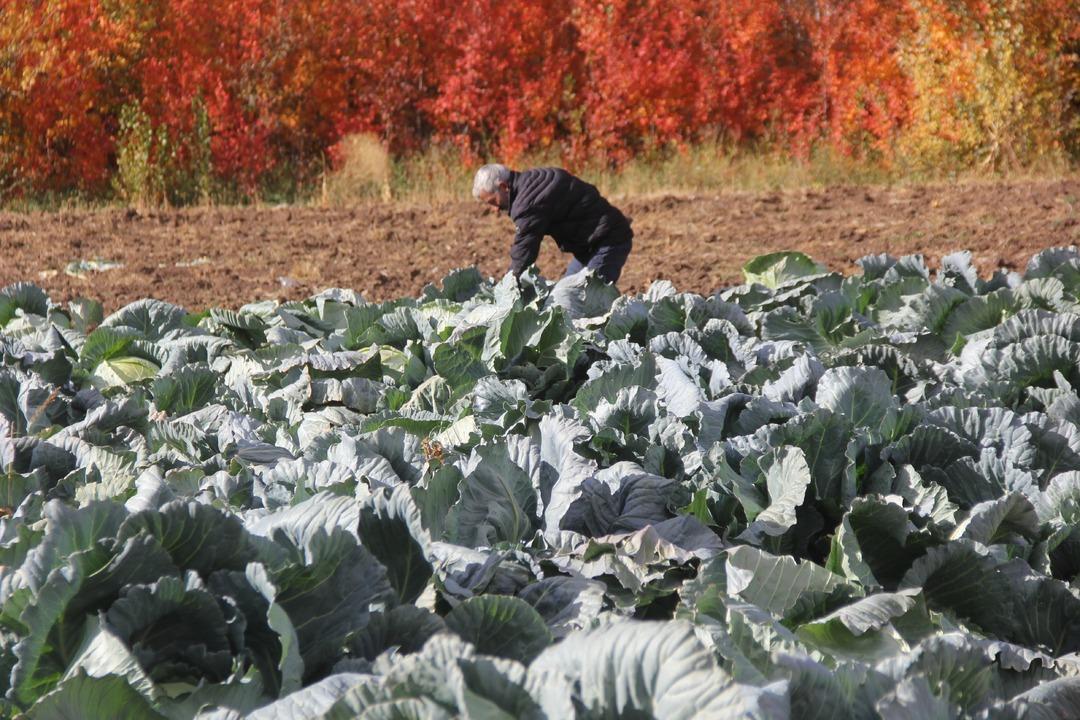 Dev lahanalar: Dededen toruna kalan ata tohumundan üretilen lahanalar! 30 yıllık geleneğin hasadı başladı 2