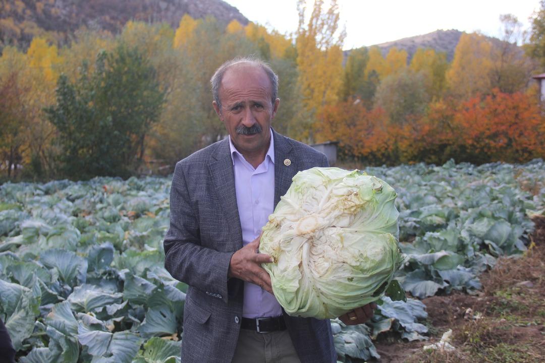 Dev lahanalar: Dededen toruna kalan ata tohumundan üretilen lahanalar! 30 yıllık geleneğin hasadı başladı 1