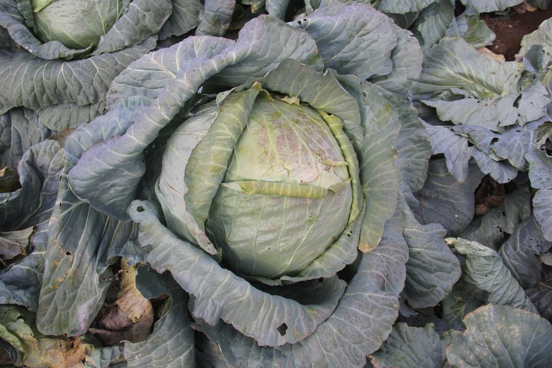 Dev lahanalar: Dededen toruna kalan ata tohumundan üretilen lahanalar! 30 yıllık geleneğin hasadı başladı 3