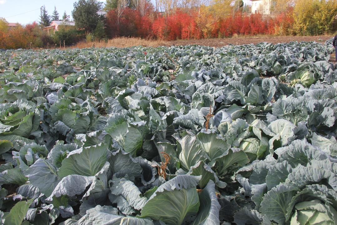 Dev lahanalar: Dededen toruna kalan ata tohumundan üretilen lahanalar! 30 yıllık geleneğin hasadı başladı 4