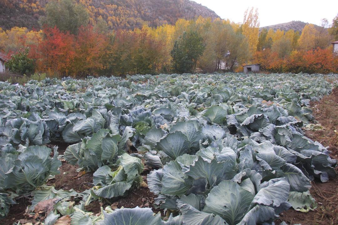 Dev lahanalar: Dededen toruna kalan ata tohumundan üretilen lahanalar! 30 yıllık geleneğin hasadı başladı 5