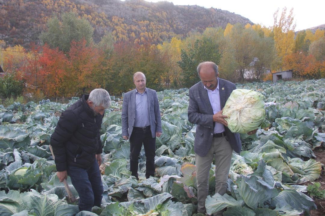 Dev lahanalar: Dededen toruna kalan ata tohumundan üretilen lahanalar! 30 yıllık geleneğin hasadı başladı 6