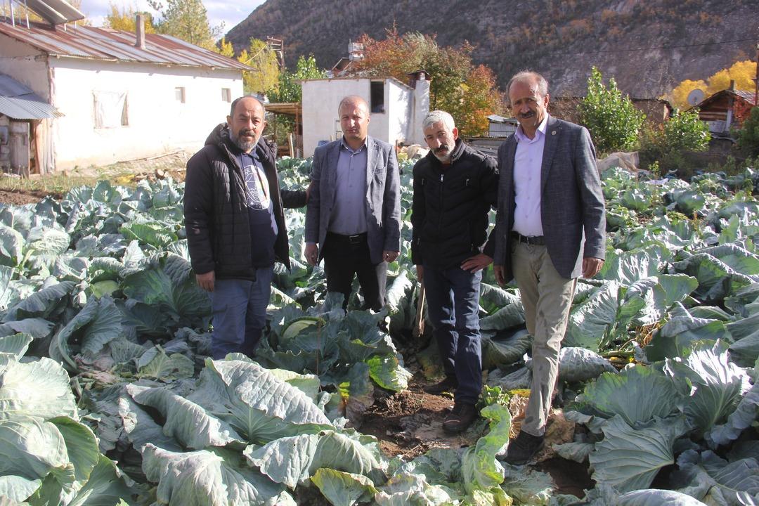 Dev lahanalar: Dededen toruna kalan ata tohumundan üretilen lahanalar! 30 yıllık geleneğin hasadı başladı 7