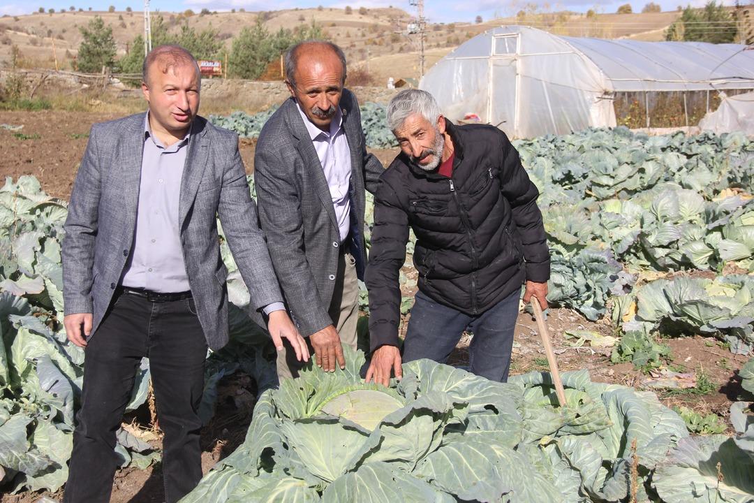 Dev lahanalar: Dededen toruna kalan ata tohumundan üretilen lahanalar! 30 yıllık geleneğin hasadı başladı 8