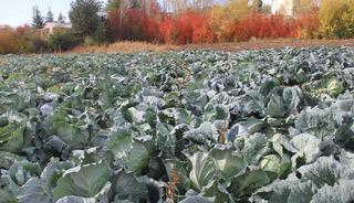 Ata tohumundan dev lahanalar 