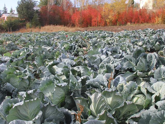 Ata tohumundan dev lahanalar 