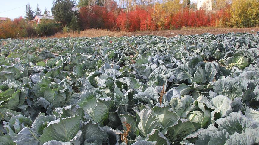 Dev lahanalar: Dededen toruna kalan ata tohumundan üretilen lahanalar! 30 yıllık geleneğin hasadı başladı