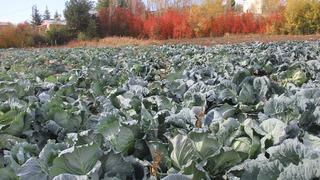 Dev lahanalar: Dededen toruna kalan ata tohumundan üretilen lahanalar! 30 yıllık geleneğin hasadı başladı