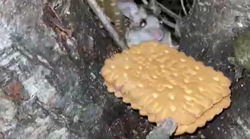 Nesli tükenmekte olan fareyi elleriyle besledi