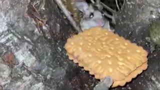 Nesli tükenmekte olan fareyi elleriyle besledi