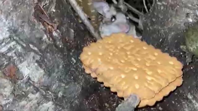 Nesli tükenmekte olan fareyi elleriyle besledi