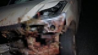 Elazığ’da kamyonet sürüye çarptı: 30 küçükbaş hayvan telef oldu