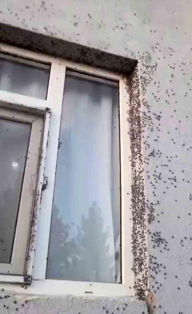 Siirt’te bir evin dış cephesini sinekler istila etti 1
