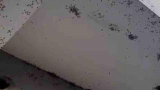 Siirt’te bir evin dış cephesini sinekler istila etti