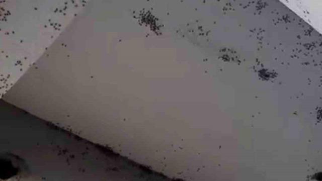 Siirt’te bir evin dış cephesini sinekler istila etti