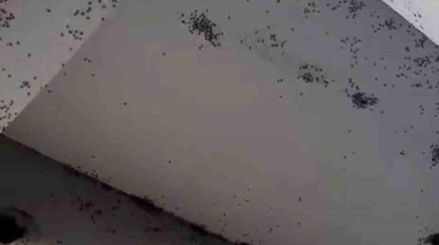 Siirt’te bir evin dış cephesini sinekler istila etti