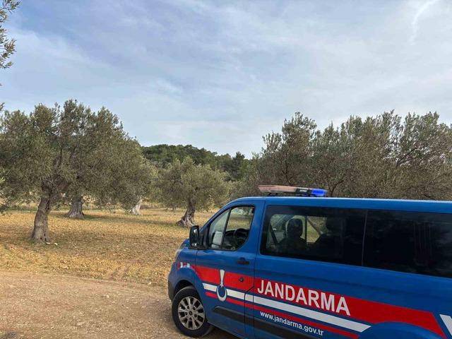 Aliağa’da zeytin hasadı başladı, güvenlik önlemleri artırıldı 2