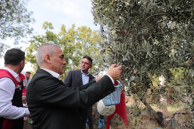 Aliağa’da zeytin hasadı başladı, güvenlik önlemleri artırıldı 1