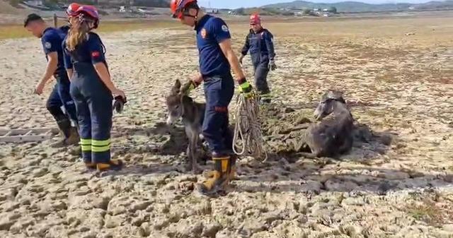 Çamura saplanan eşeği itfaiye ekipleri kurtardı 1
