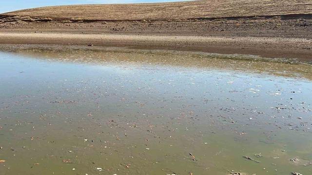 Siirt’te balık teleflerine karşı gölete 150 tonluk su takviyesi 4