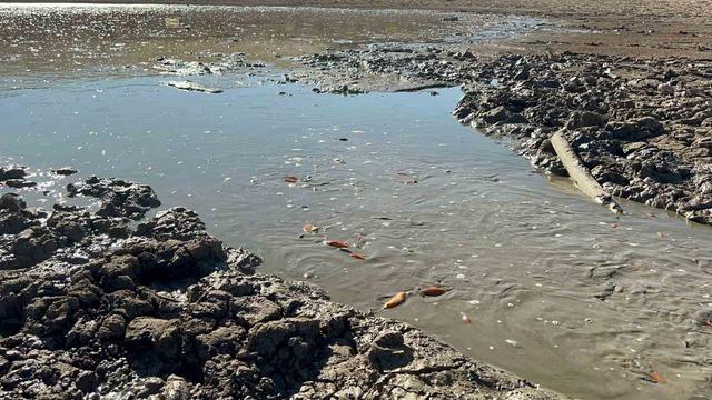 Siirt’te balık teleflerine karşı gölete 150 tonluk su takviyesi 3