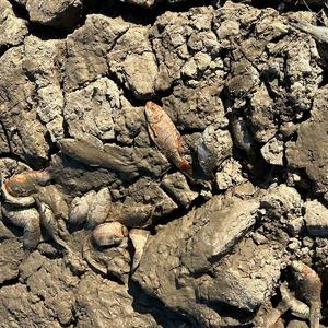 Siirt’te balık teleflerine karşı gölete 150 tonluk su takviyesi