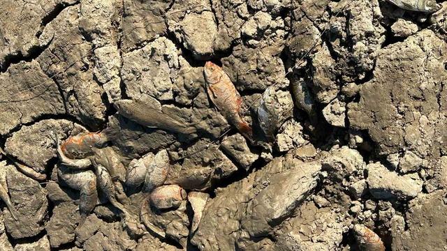 Siirt’te balık teleflerine karşı gölete 150 tonluk su takviyesi