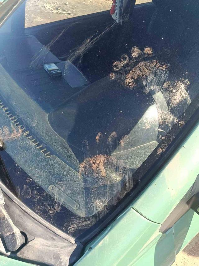 Gümüşhane’de ayı park halindeki araca saldırdı 1