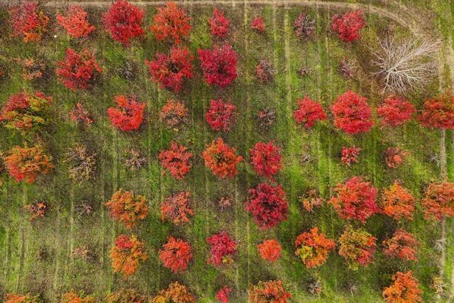 Sonbaharın renk cümbüşü Uludağ eteklerinde 5